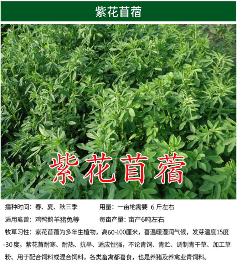 墨西哥玉米草种子畜禽猪牛羊鸡鸭鹅鱼兔牧草青贮饲用牧草