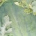龙旋风