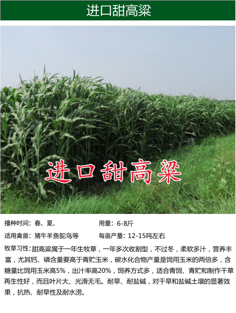 墨西哥玉米草种子畜禽猪牛羊鸡鸭鹅鱼兔牧草青贮饲用牧草
