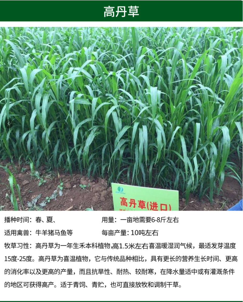 墨西哥玉米草种子畜禽猪牛羊鸡鸭鹅鱼兔牧草青贮饲用牧草