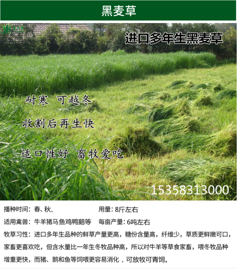墨西哥玉米草种子畜禽猪牛羊鸡鸭鹅鱼兔牧草青贮饲用牧草