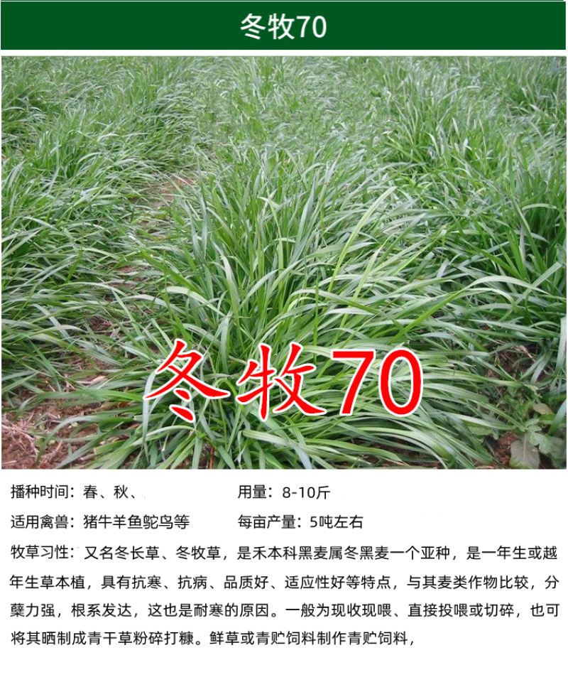 墨西哥玉米草种子畜禽猪牛羊鸡鸭鹅鱼兔牧草青贮饲用牧草