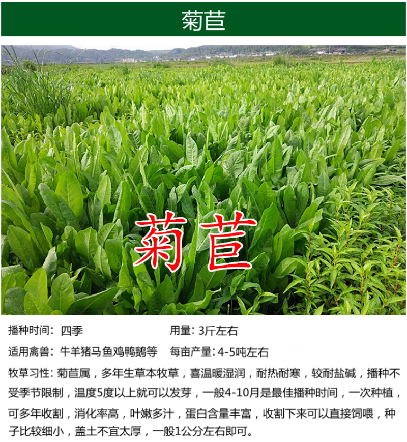 墨西哥玉米草种子畜禽猪牛羊鸡鸭鹅鱼兔牧草青贮饲用牧草