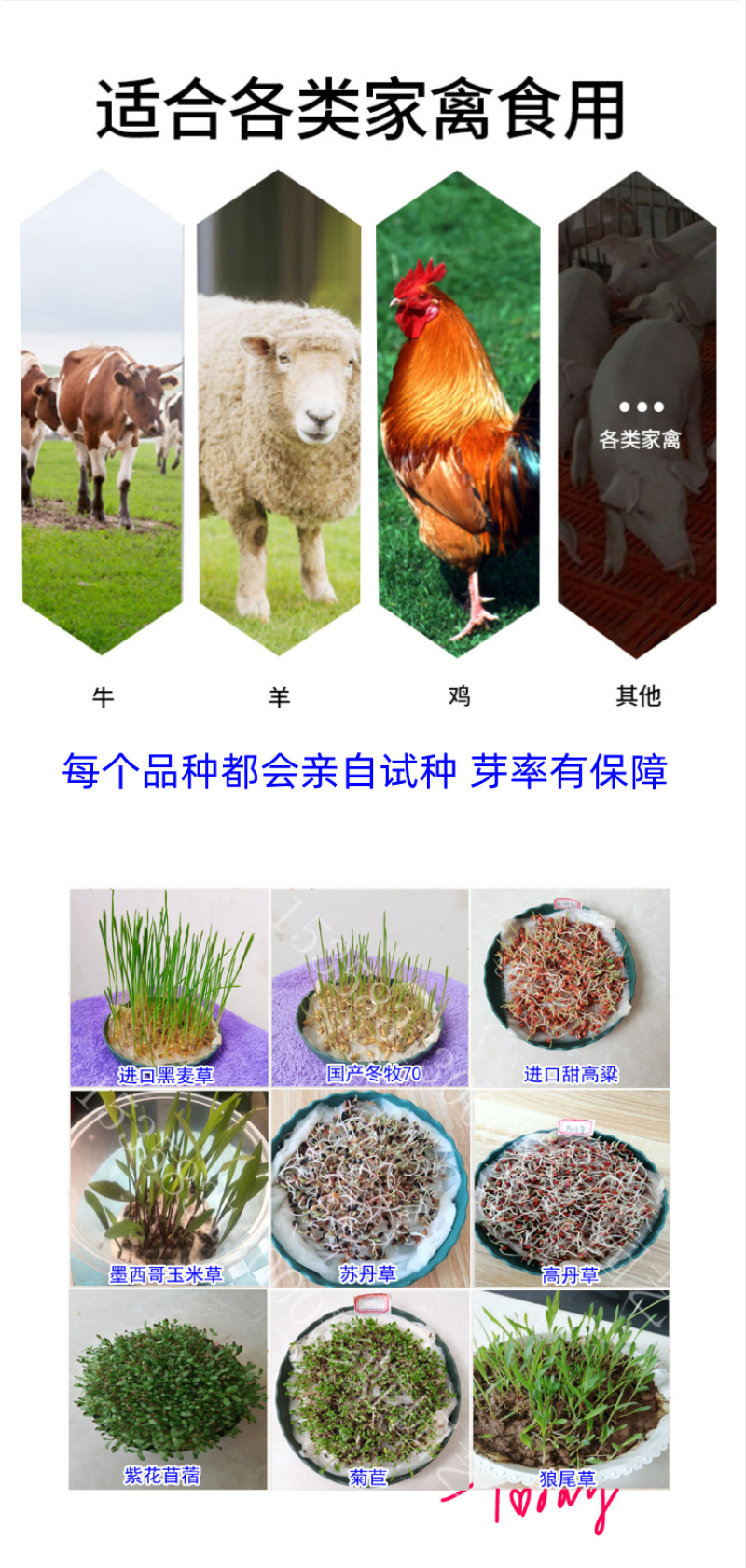 墨西哥玉米草种子畜禽猪牛羊鸡鸭鹅鱼兔牧草青贮饲用牧草