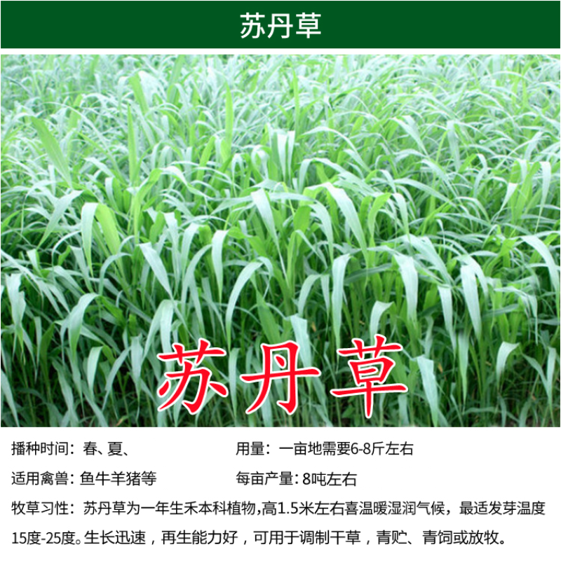 墨西哥玉米草种子畜禽猪牛羊鸡鸭鹅鱼兔牧草青贮饲用牧草