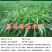 墨西哥玉米草种子畜禽猪牛羊鸡鸭鹅鱼兔牧草青贮饲用牧草