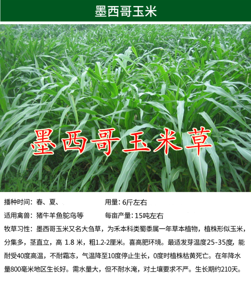 墨西哥玉米草种子畜禽猪牛羊鸡鸭鹅鱼兔牧草青贮饲用牧草