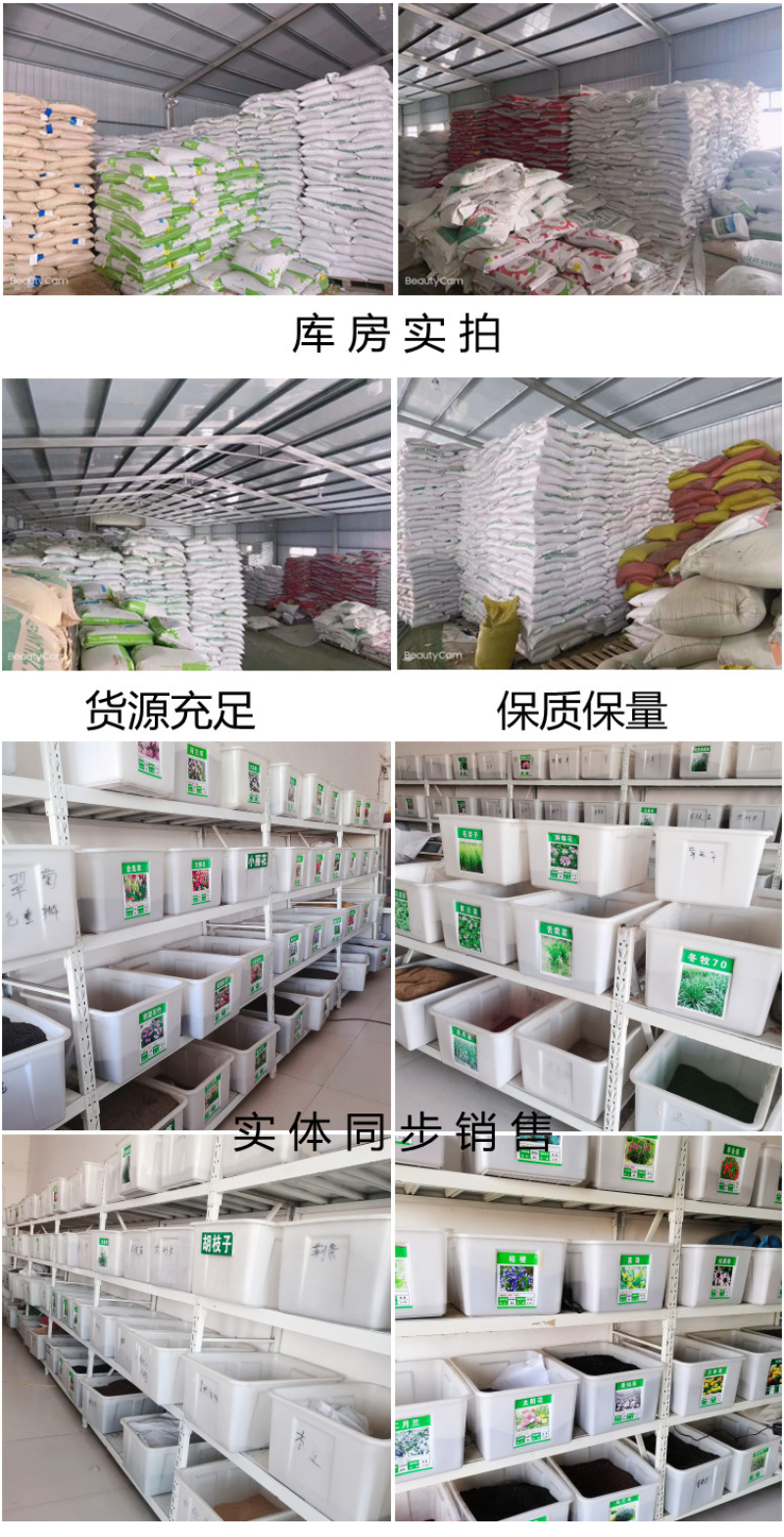 墨西哥玉米草种子畜禽猪牛羊鸡鸭鹅鱼兔牧草青贮饲用牧草