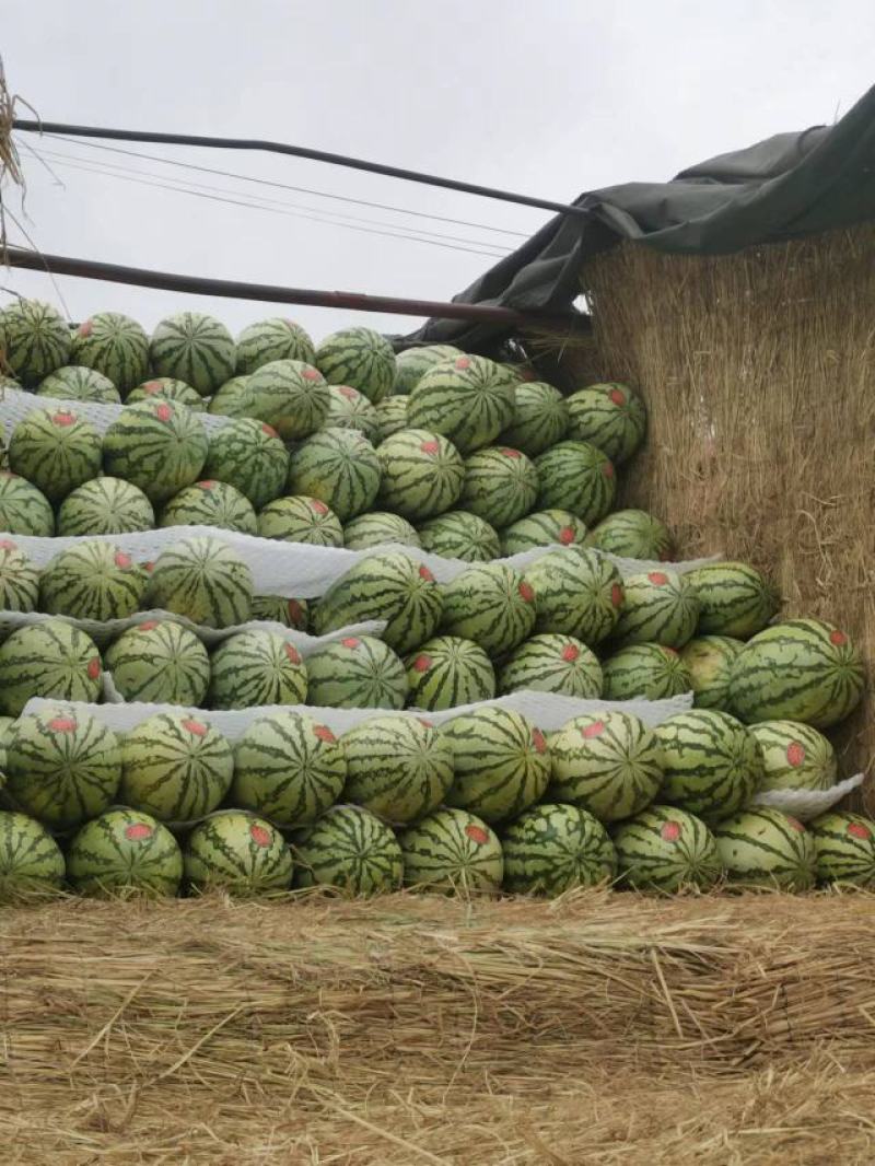 甘肃硒砂瓜石头西瓜大量上市，对接各大平台，市场