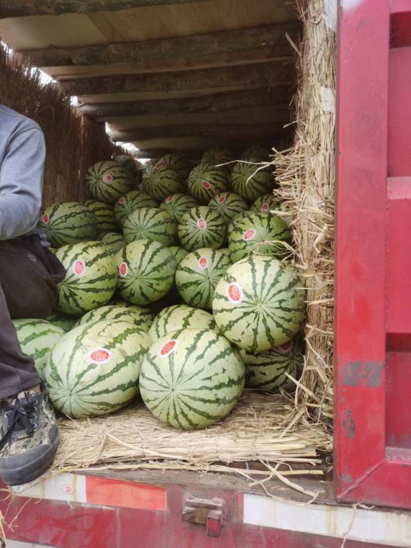 甘肃硒砂瓜石头西瓜大量上市，对接各大平台，市场