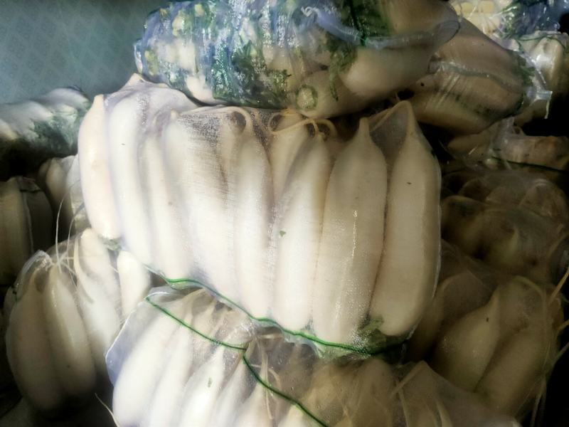 水洗白萝卜沙地种植质量特别好