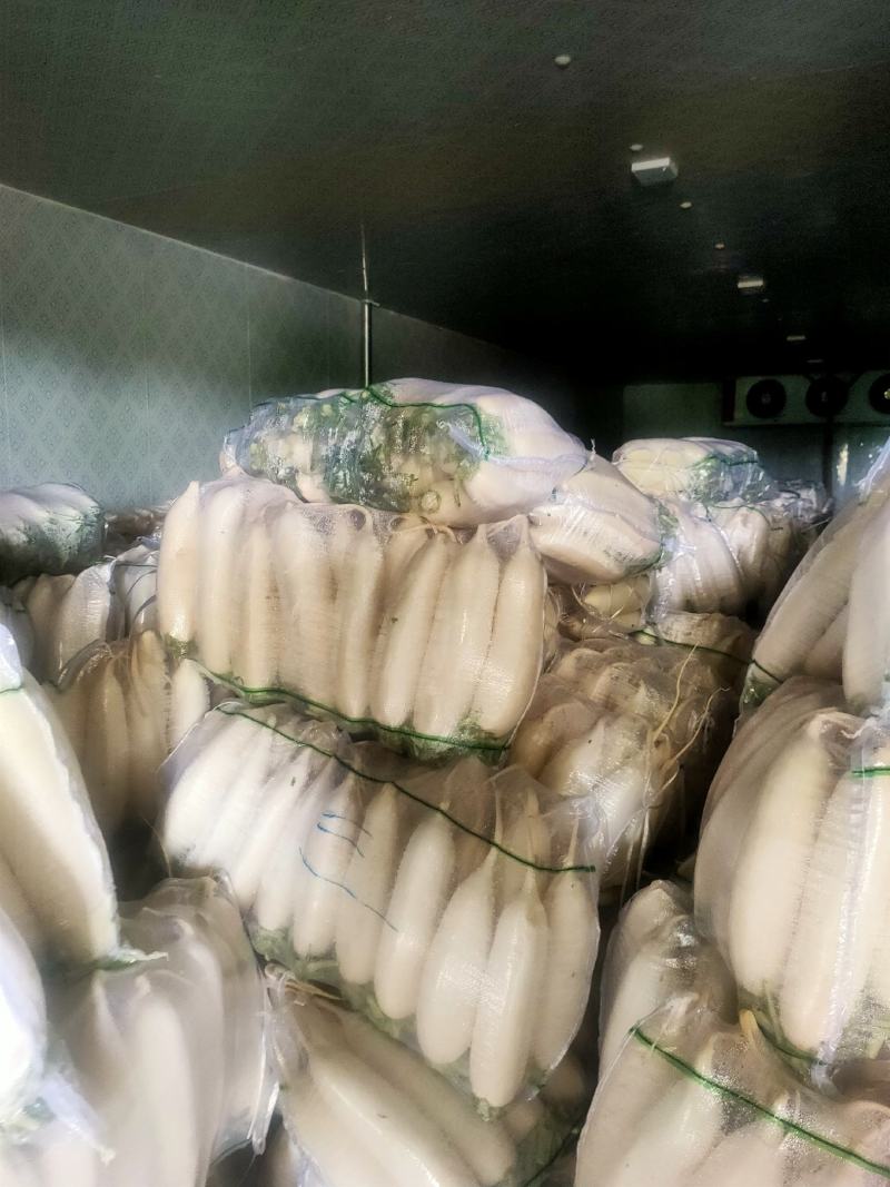 水洗白萝卜沙地种植质量特别好