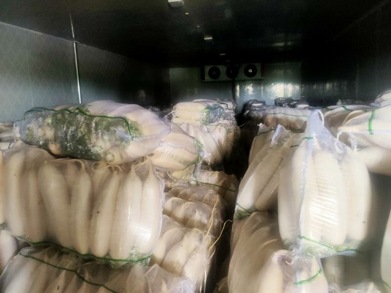 水洗白萝卜沙地种植质量特别好