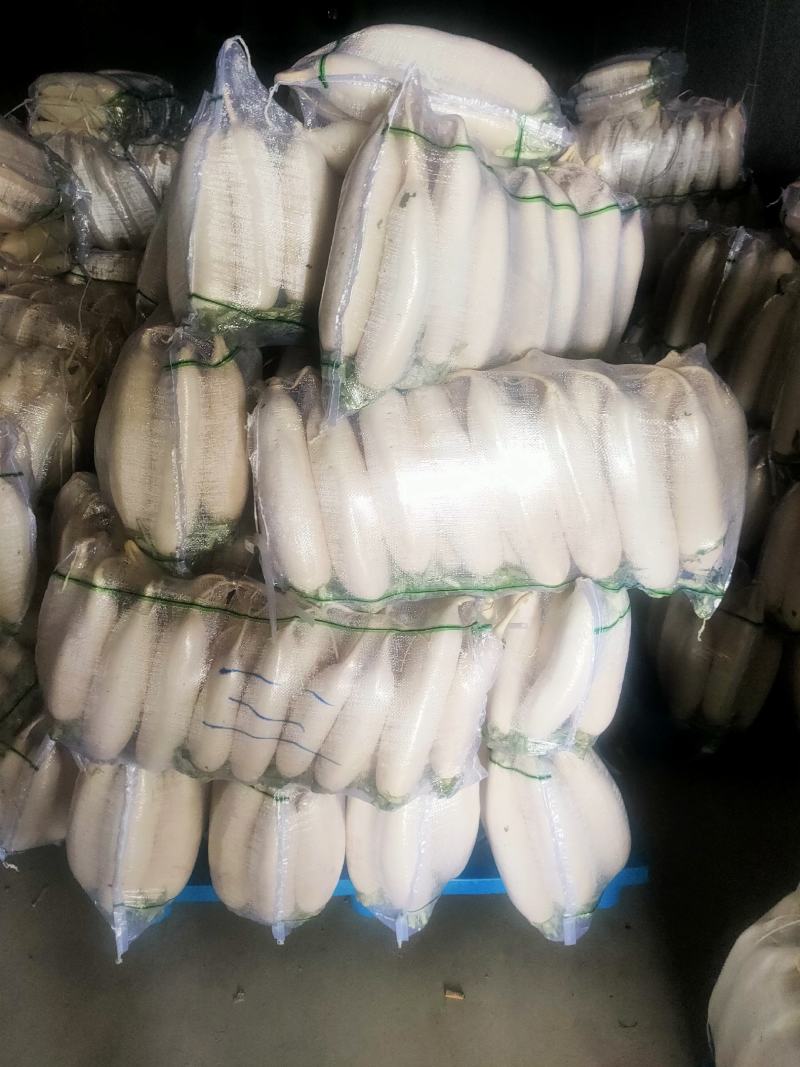 水洗白萝卜沙地种植质量特别好