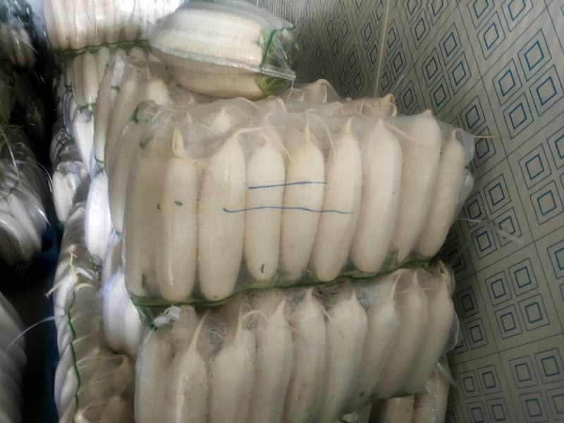 水洗白萝卜沙地种植质量特别好