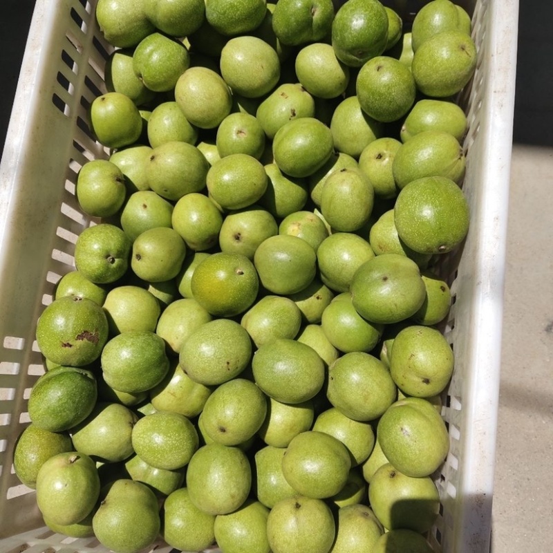山西青皮礼品2号核桃大量批发鲜嫩现摘现发