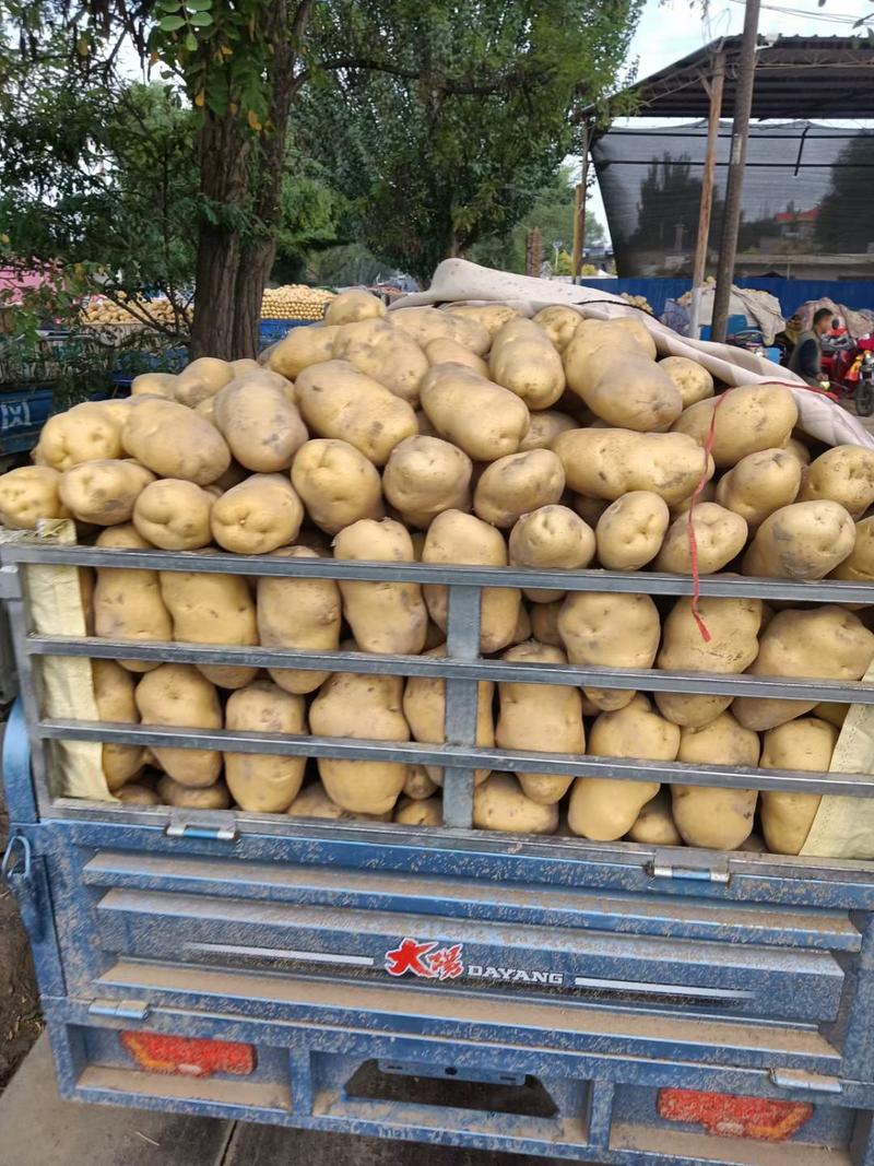 甘肃精品土豆大量供应，有白心，黄心，货源充足需要的客户来