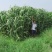 甜高粱种籽喂羊的饲料草畜牧多年生牧草种子饲用大力士甜高粱