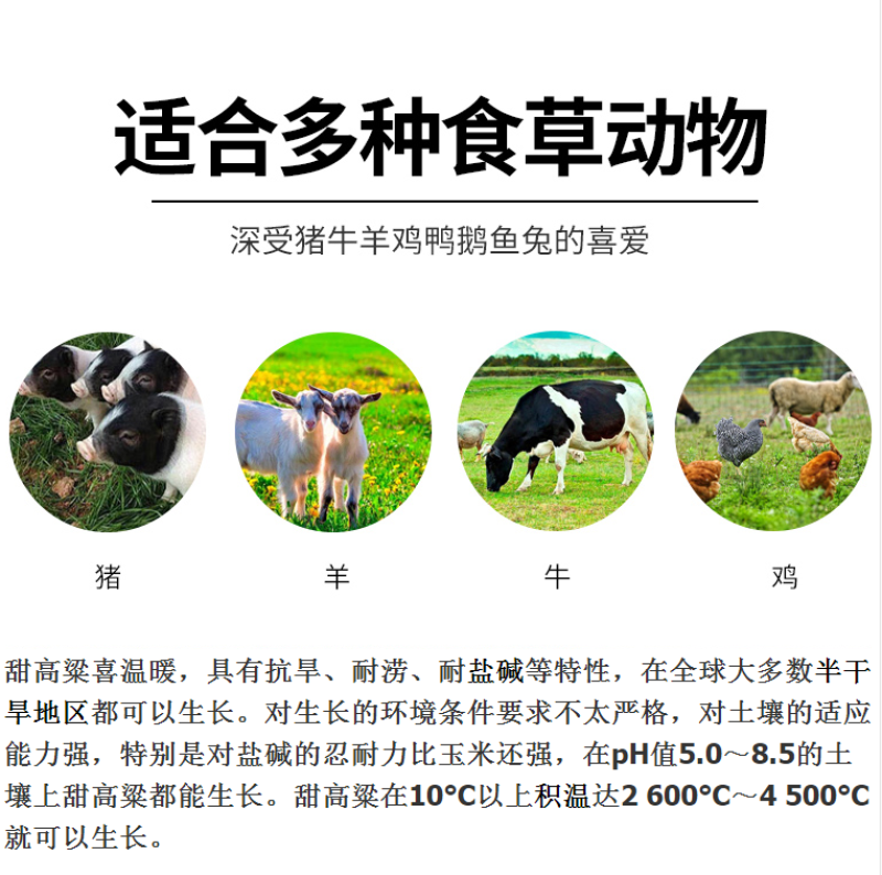 甜高粱种籽喂羊的饲料草畜牧多年生牧草种子饲用大力士甜高粱