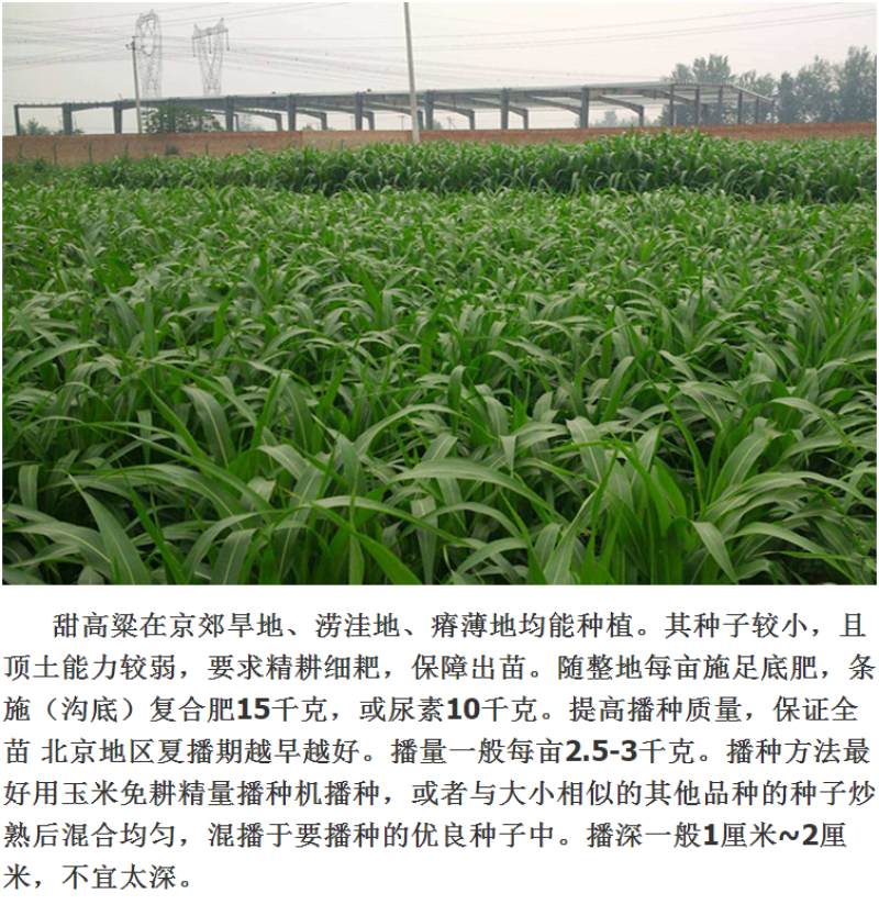 甜高粱种籽喂羊的饲料草畜牧多年生牧草种子饲用大力士甜高粱