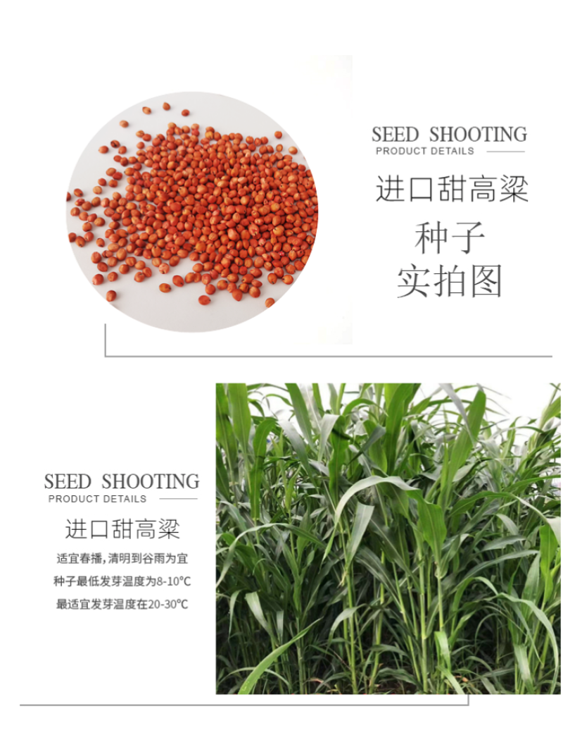 甜高粱种籽喂羊的饲料草畜牧多年生牧草种子饲用大力士甜高粱