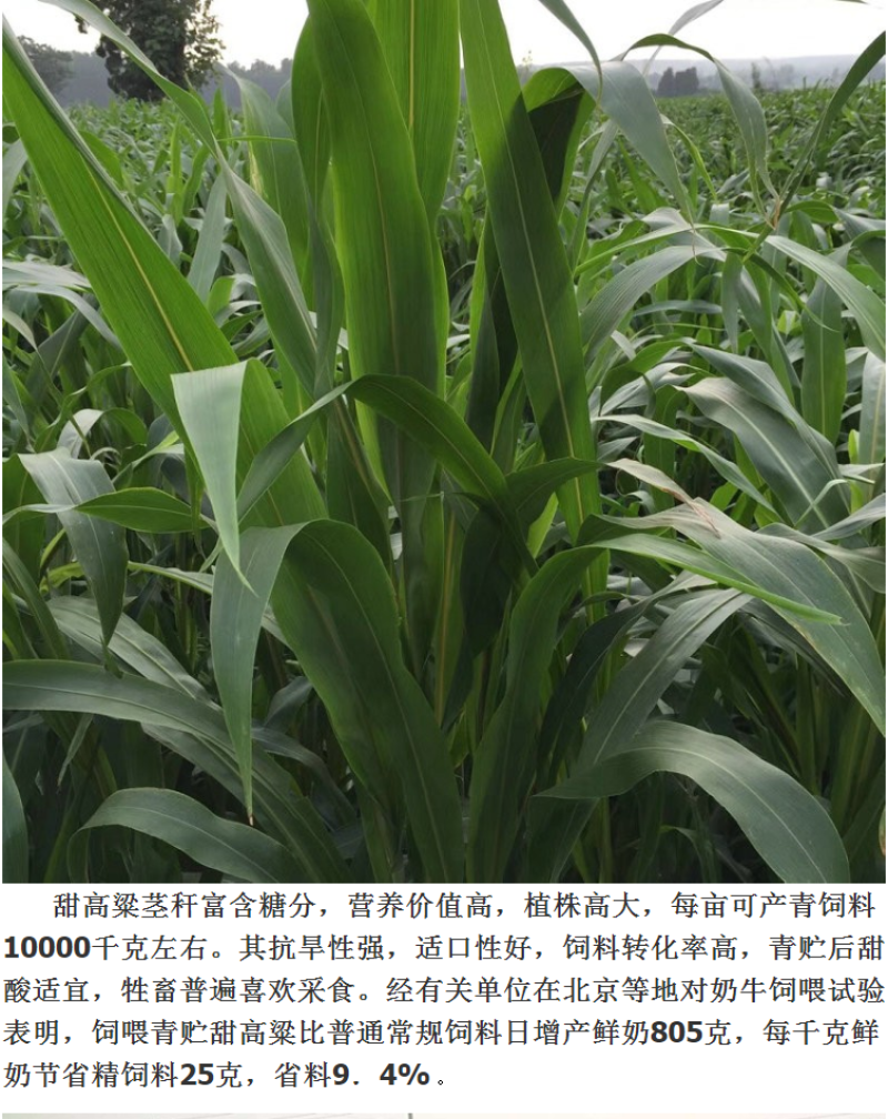 甜高粱种籽喂羊的饲料草畜牧多年生牧草种子饲用大力士甜高粱