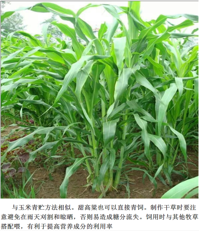 甜高粱种籽喂羊的饲料草畜牧多年生牧草种子饲用大力士甜高粱