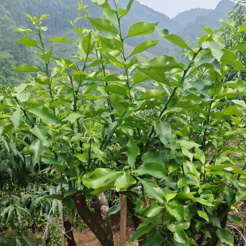 早熟爱媛46号(阿密哒)柑橘大果型成熟期10月中下旬。