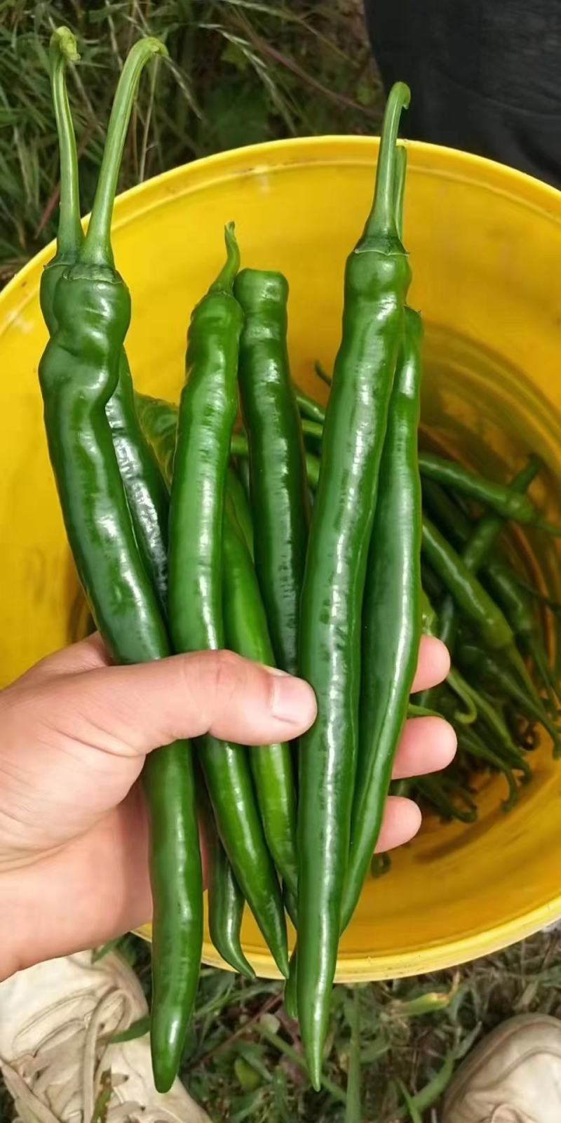 绿色蔬菜