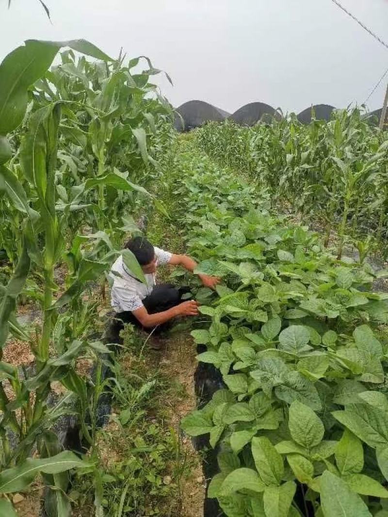 绿色蔬菜