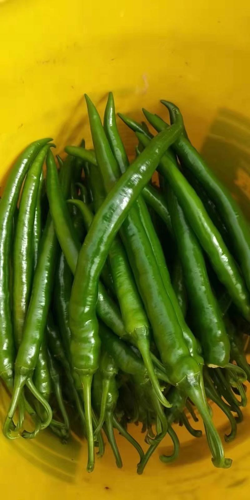 绿色蔬菜