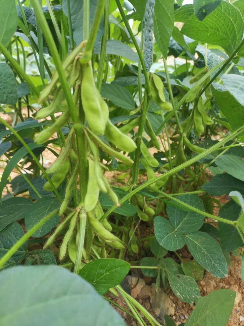 绿色蔬菜