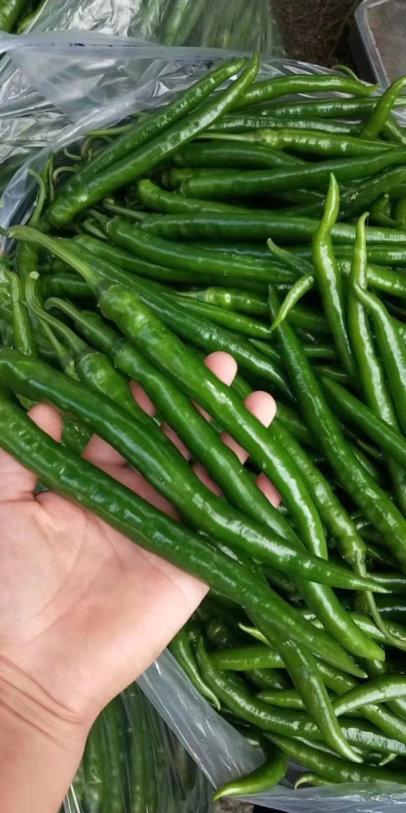 绿色蔬菜