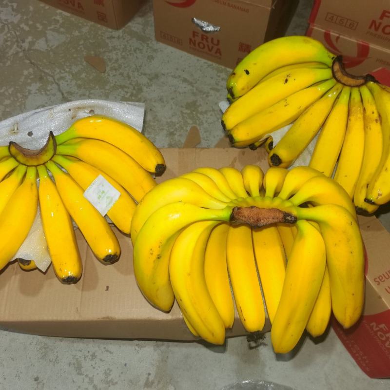 海南精品香蕉