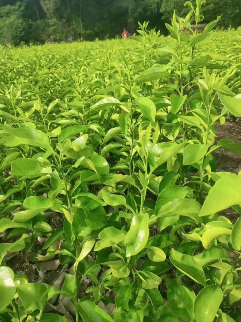 早熟爱媛46号(阿密哒)柑橘大果型成熟期10月中下旬。