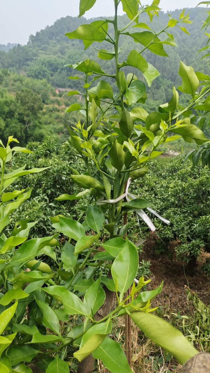 早熟爱媛46号(阿密哒)柑橘大果型成熟期10月中下旬。