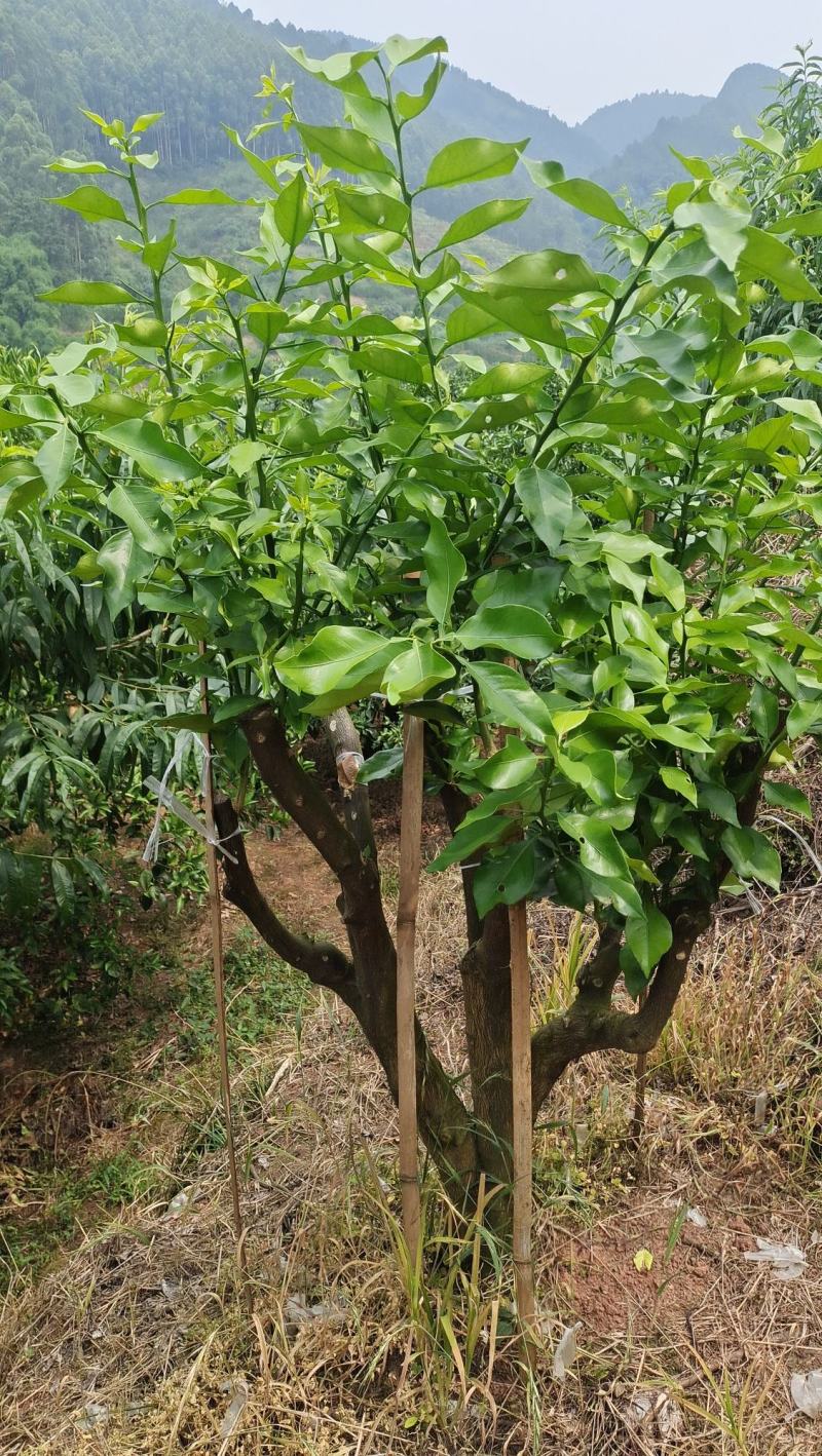 早熟爱媛46号(阿密哒)柑橘大果型成熟期10月中下旬。