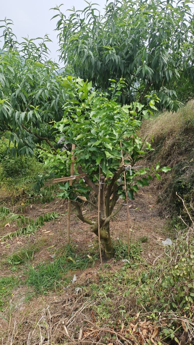 早熟爱媛46号(阿密哒)柑橘大果型成熟期10月中下旬。