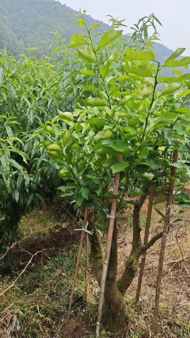 早熟爱媛46号(阿密哒)柑橘大果型成熟期10月中下旬。