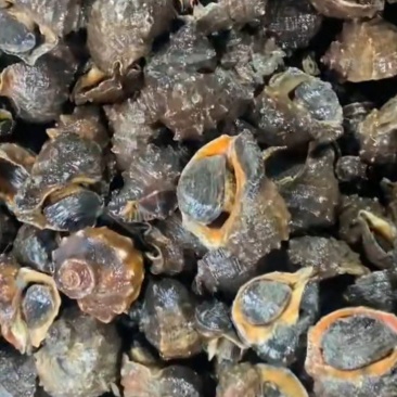 海螺批发