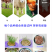 甜高粱种籽喂羊的饲料草畜牧多年生牧草种子饲用大力士甜高粱