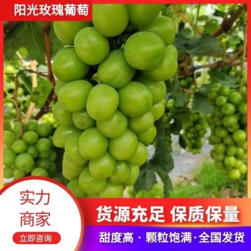 【热销】湖南阳光玫瑰晴王葡萄一手货源产地直销诚信经营