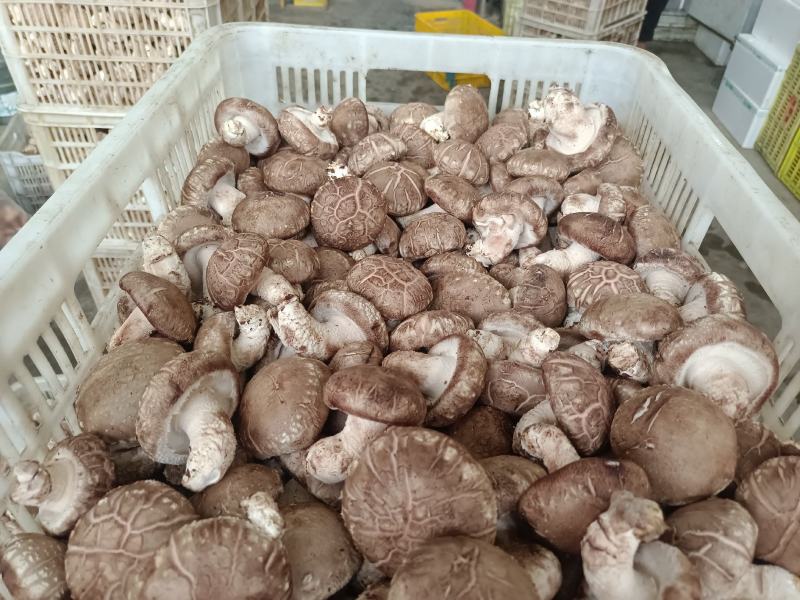 鲜香菇