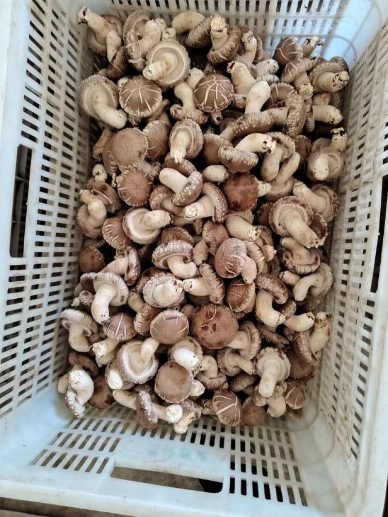 鲜香菇