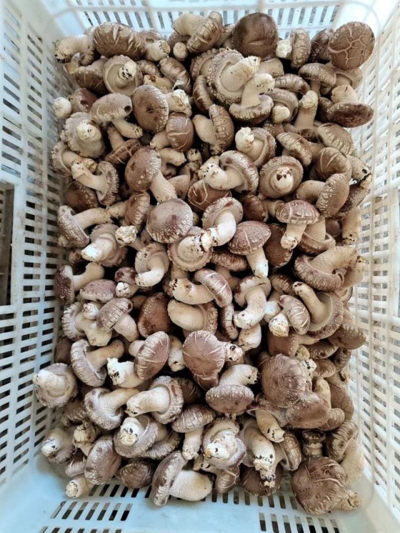 鲜香菇