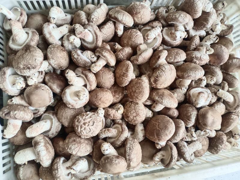 鲜香菇