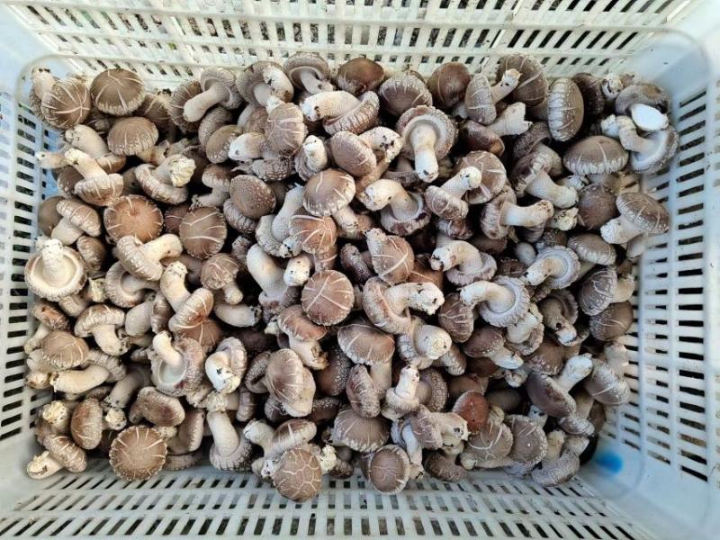 鲜香菇