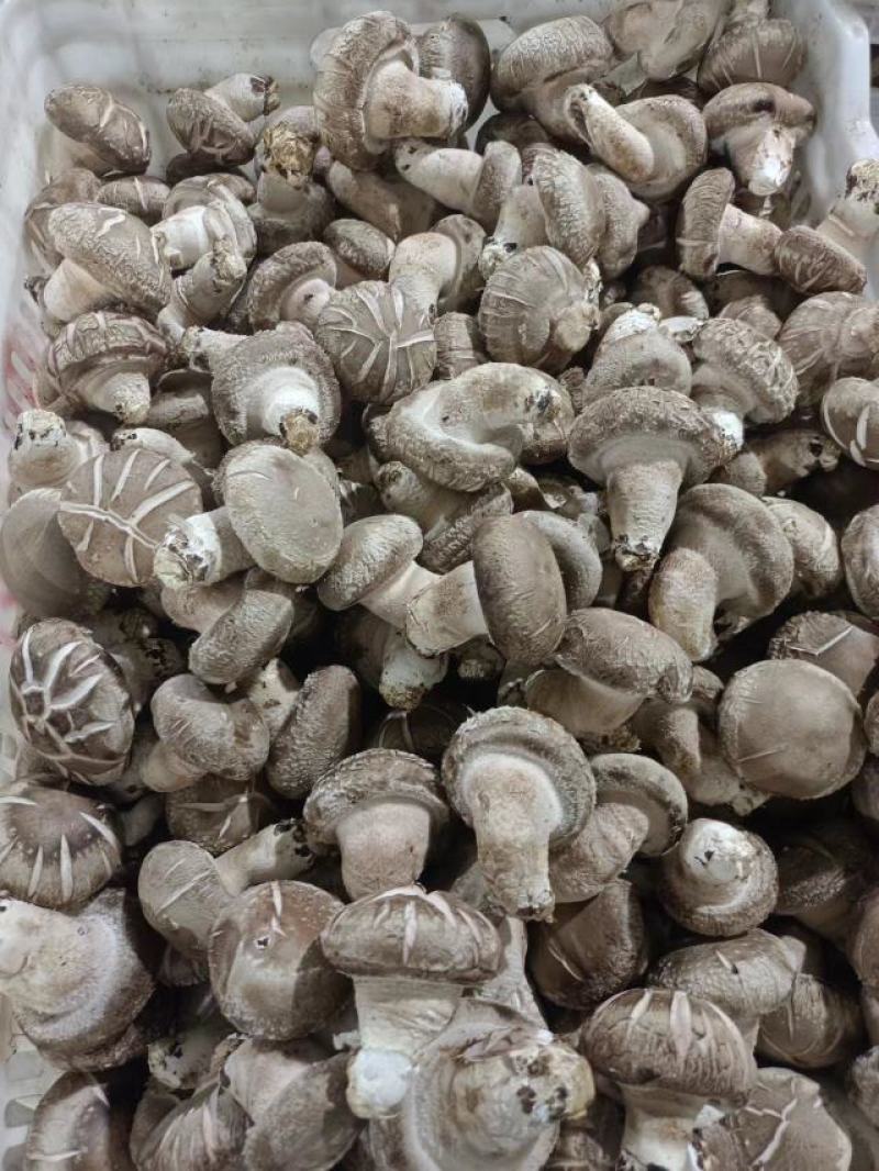 鲜香菇