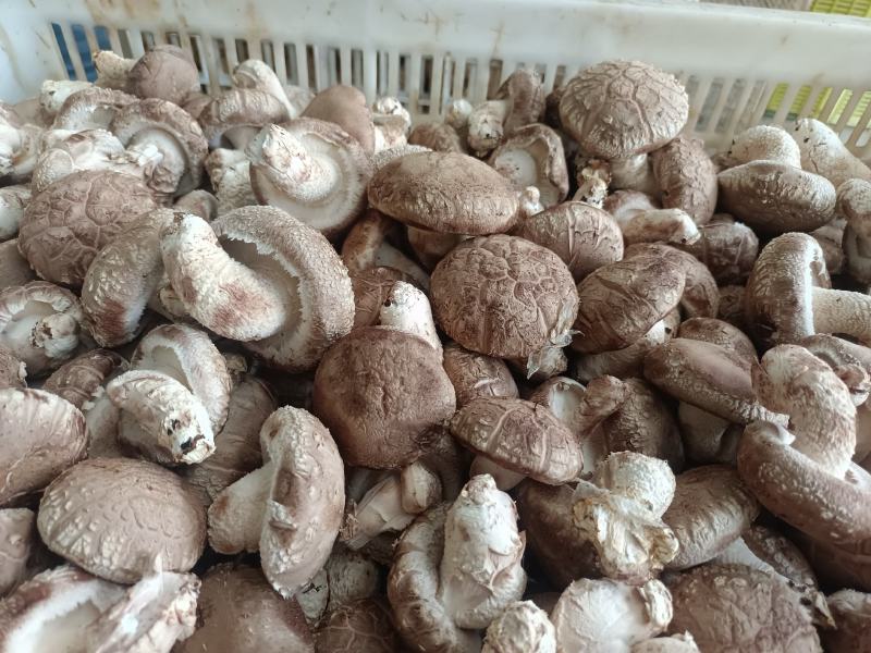 鲜香菇