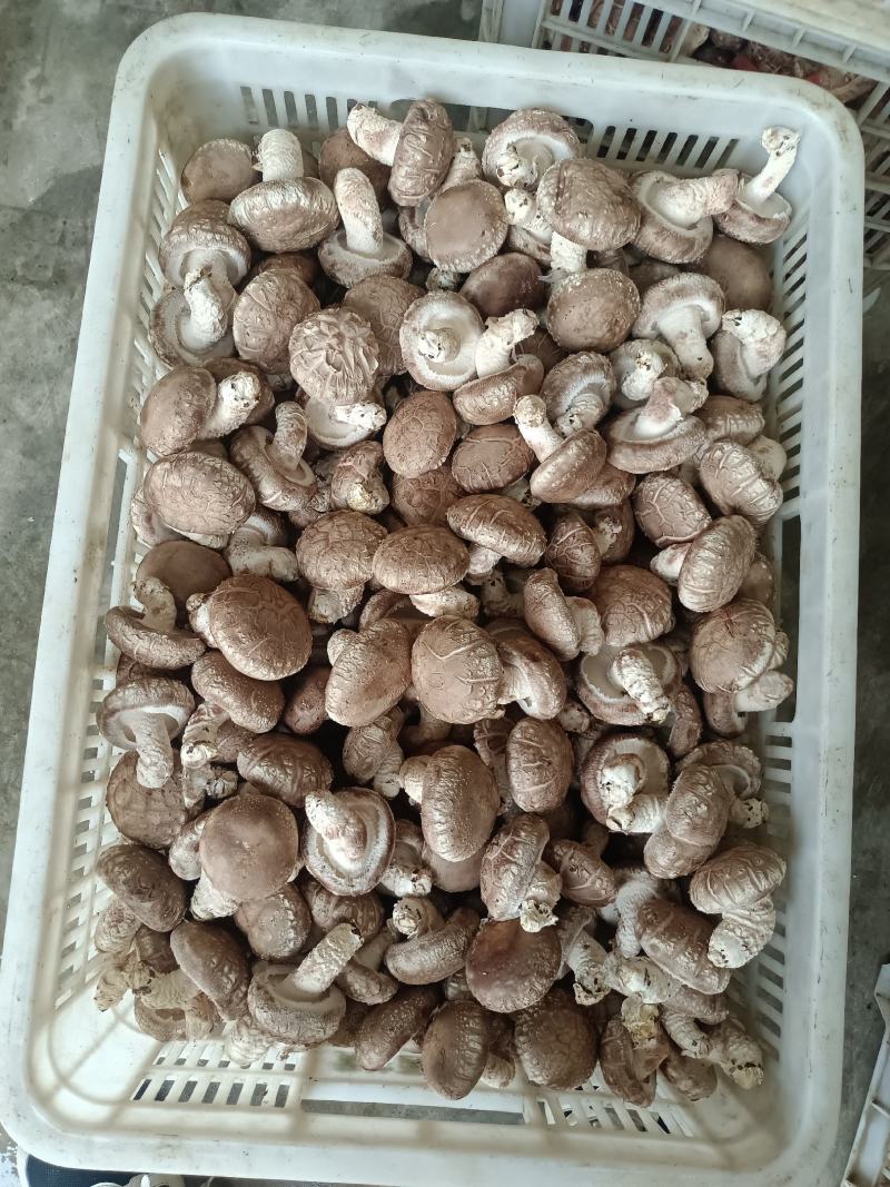 鲜香菇